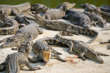 Water bodies on the Crocodile baby