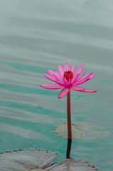 beautiful pink waterlily