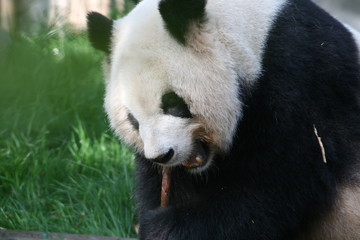 Fototapeta premium Panda Géant