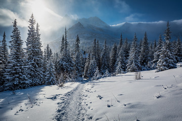 Obraz premium Enjoy your journey to Tatras Mountains in winter in Poland