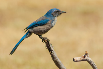 Scrub jay Perched on a Branch