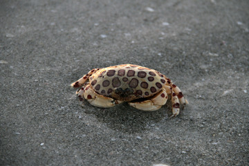 Crab II