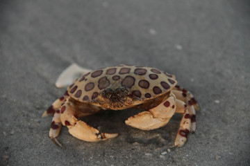 Crab I
