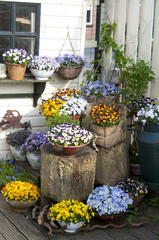 Pansies in a garden setting