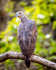 Grey-Headed fish eagle