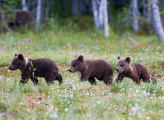 Fototapeta na wymiar Three bear cubs walking