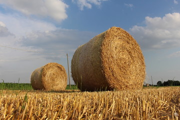 paglia