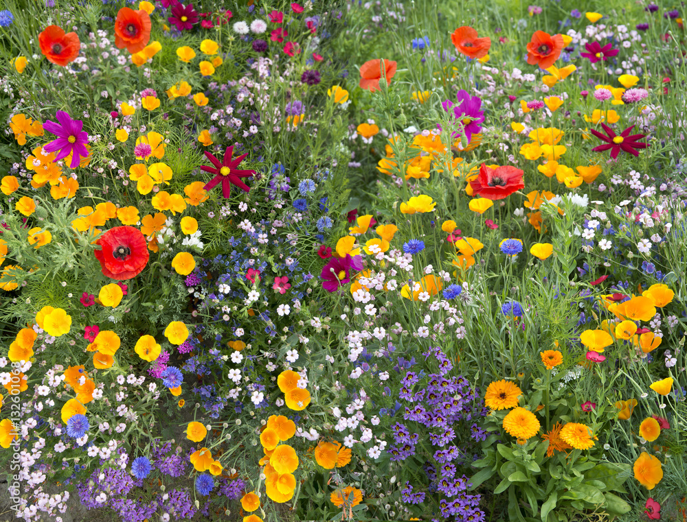 Wall mural wild flower mix with poppies