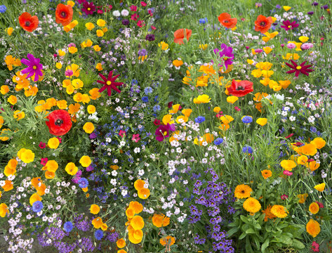 Fototapeta wild flower mix with poppies
