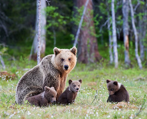 Female brown bear and her cubs