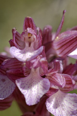 Butterfly orchis (Anacamptis papilionacea)