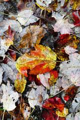 Wet autumn silver maple leaves. Vertical.