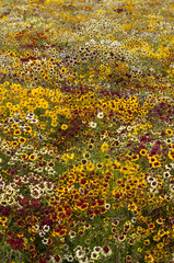 Obraz premium tickseed (Coreopsis)