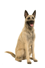 Young blonde female Dutch Shepherd