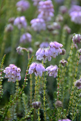 crowberry (Empetrum nigrum)