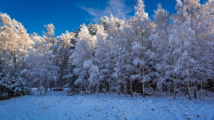 Frozen forest in winter in sunny day