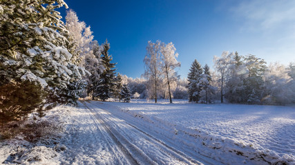 Frozen forest at dawn in winter in Poland