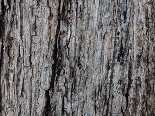 Rugged wood surfaces
