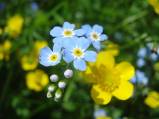 Forget me not flower with buttercup flowers in the background