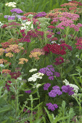 yarrow (Achillea) © anjokan