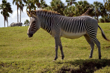 Fototapeta na wymiar Burchell's zebra