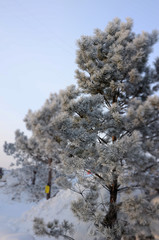 tree branch in hoarfrost, New Year, Christmas, Epiphany frosts, winter, snow, frost, church, orthodoxy
