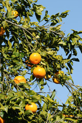 Ripe mandarin tree in the farm garden.