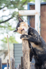 Cat wildlife background