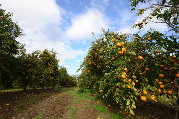 Fototapeta na wymiar Ripe mandarin tree in the farm garden.