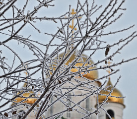 tree branch in hoarfrost, New Year, Christmas, Epiphany frosts, winter, snow, frost, church, orthodoxy
