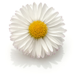 Fototapeta na wymiar Beautiful single daisy flower isolated on white background cutou