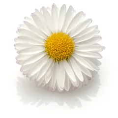 Papier Peint photo Marguerites Beautiful single daisy flower isolated on white background cutou