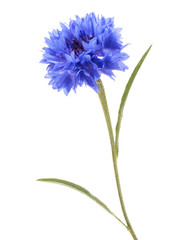 Blue Cornflower Herb or bachelor button flower head isolated on