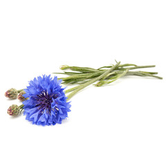 Fototapeta premium Blue Cornflower Herb or bachelor button flower head isolated on