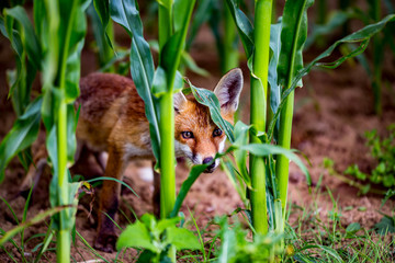 Baby Fuchs