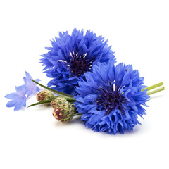 Blue Cornflower Herb or bachelor button flower head isolated on