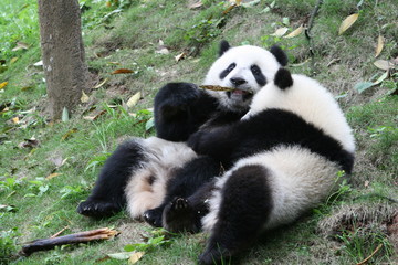 Obraz premium Panda Géant