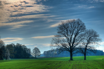 Fototapeta na wymiar Spring countryside landscape. Oaks growing on the new green field. Masuria, Poland.