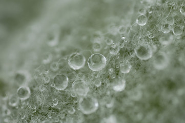 Fototapeta premium waterdrops on leaf