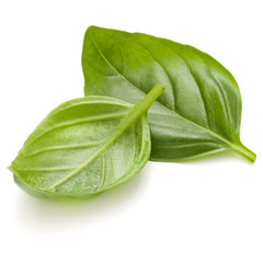 Sweet basil herb leaves isolated on white background closeup