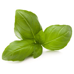 Fototapeta premium Sweet basil herb leaves isolated on white background closeup
