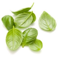 Sweet basil herb leaves handful isolated on white background clo
