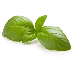 Fototapeta premium Sweet basil herb leaves isolated on white background closeup