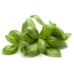 Sweet basil herb leaves bunch isolated on white background