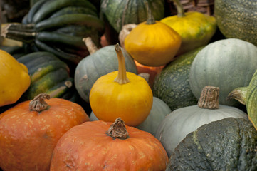 collection of pumpkins