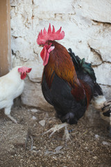 Gallo en el corral de la huerta