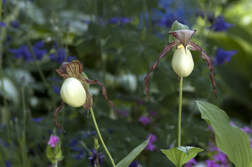 Obraz premium Large yellow lady's slipper (Cypripedium pubescens)