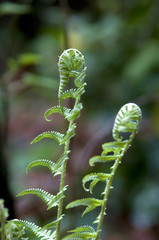 male fern(.Dryopteris filix-mas.)