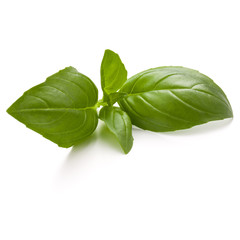 Sweet basil herb leaves isolated on white background closeup