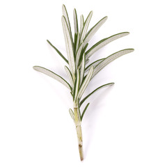 rosemary herb spice leaves isolated on white background cutout